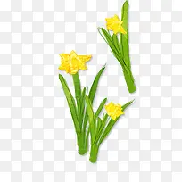 手绘水仙花-空若网 手绘水仙花-空若网