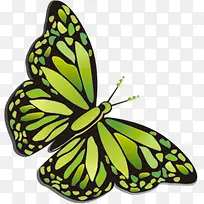 端午节蝴蝶动物蝴蝶-空若网 端午节蝴蝶动物蝴蝶-空若网