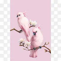 淡粉色可爱小鹦鹉-空若网 淡粉色可爱小鹦鹉-空若网