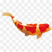 手绘创意鲈鱼展板-空若网 手绘创意鲈鱼展板-空若网