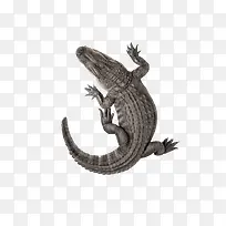 ɭ�ֶ���-������