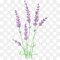 水彩薰衣草-空若网 水彩薰衣草-空若网