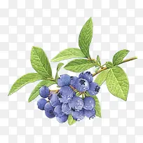 ˮ����ݮ-������