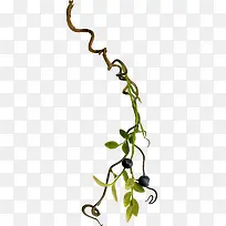 树根图案-空若网 树根图案-空若网