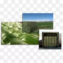 牧草人工林-紫花苜蓿-空若网 牧草人工林-紫花苜蓿-空若网