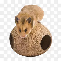 可爱豚鼠-空若网 可爱豚鼠-空若网