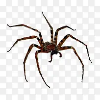 动物小蜘蛛-空若网 动物小蜘蛛-空若网