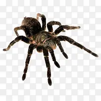 ����С֩��-������