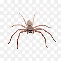动物小蜘蛛-空若网 动物小蜘蛛-空若网