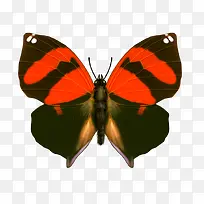 蝴蝶-空若网 蝴蝶-空若网