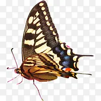 可爱春日蝴蝶美丽-空若网 可爱春日蝴蝶美丽-空若网