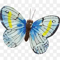 美丽翅膀蝴蝶-空若网 美丽翅膀蝴蝶-空若网