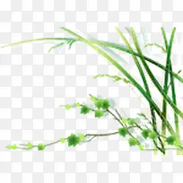 绿色兰花草-空若网 绿色兰花草-空若网