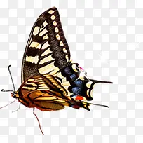 可爱唯美飞舞蝴蝶-空若网 可爱唯美飞舞蝴蝶-空若网