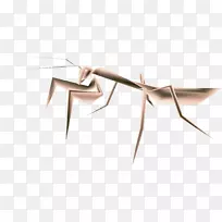 昆虫线角木模型-空若网 昆虫线角木模型-空若网