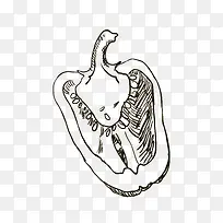 手绘青椒-空若网 手绘青椒-空若网