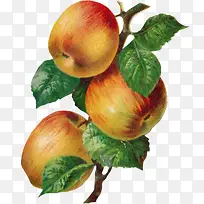 彩绘苹果树枝-空若网 彩绘苹果树枝-空若网