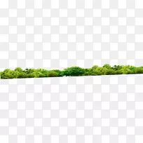 香根草,商品,植物,家庭-森林-空若网 香根草,商品,植物,家庭-森林-空若网