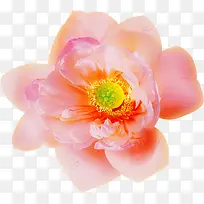 �ϳɴ�����Ӱ��ɫ�ĺɻ�-������