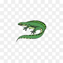 手绘蜥蜴-空若网 手绘蜥蜴-空若网