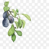 水果手绘-空若网 水果手绘-空若网