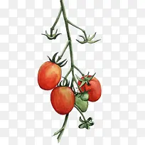 手绘水果-空若网 手绘水果-空若网