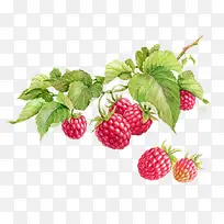 手绘水果-空若网 手绘水果-空若网