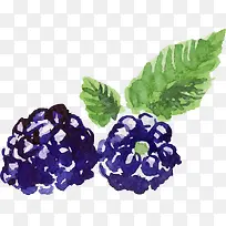 水彩画树莓-空若网 水彩画树莓-空若网