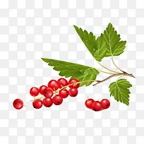 手绘山楂-空若网 手绘山楂-空若网