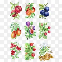 手绘各种水果-空若网 手绘各种水果-空若网