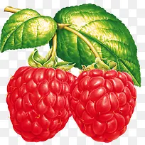 手绘蔓越莓水果素材-空若网 手绘蔓越莓水果素材-空若网