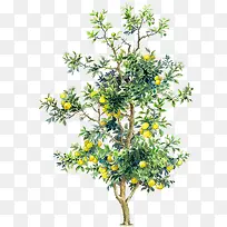 �ֻ���ɫˮ��ֲ��-������