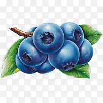 手绘蓝莓水果生鲜-空若网 手绘蓝莓水果生鲜-空若网