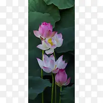 高清摄影夏日荷花-空若网 高清摄影夏日荷花-空若网