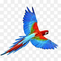 ��ɫ���������-������