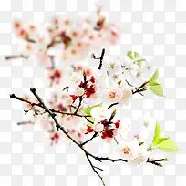 植物花朵夏日数字-空若网 植物花朵夏日数字-空若网