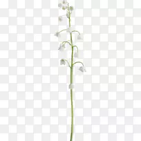 花卉剪贴画-35-空若网 花卉剪贴画-35-空若网