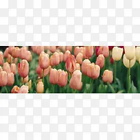 唯美背景摄影风景图-空若网 唯美背景摄影风景图-空若网