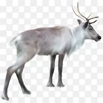 白色鹿圣诞鹿-空若网 白色鹿圣诞鹿-空若网