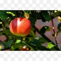 水果美图背景-空若网 水果美图背景-空若网