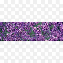 ���±���-������