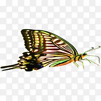 ��ɫ��Ұ�������-������