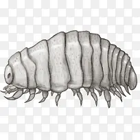 昆虫图案-空若网 昆虫图案-空若网