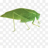 ���� ����-������