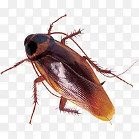 רɫ³æ×Ó-¿ÕÈôÍø רɫ³æ×Ó-¿ÕÈôÍø