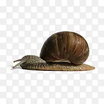 爬行的蜗牛-空若网 爬行的蜗牛-空若网