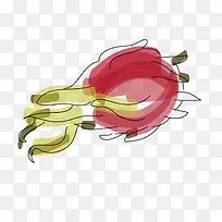 手绘火龙果-空若网 手绘火龙果-空若网