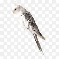 免抠透明白色鹦鹉-空若网 免抠透明白色鹦鹉-空若网