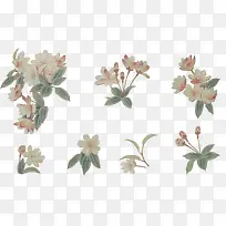 免抠透明白色海棠-空若网 免抠透明白色海棠-空若网