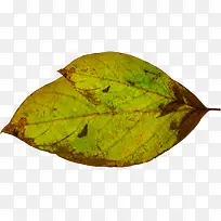 ���崴���ɫ����Ҷ��Ӱ-������